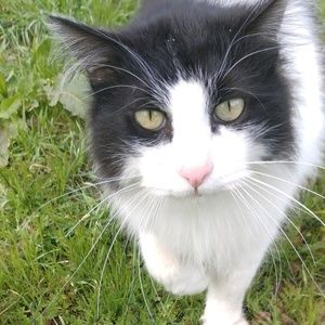 Meet your Posher, Clover